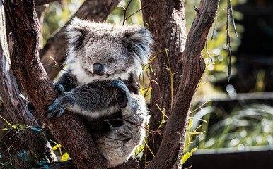 Sleepy Koala