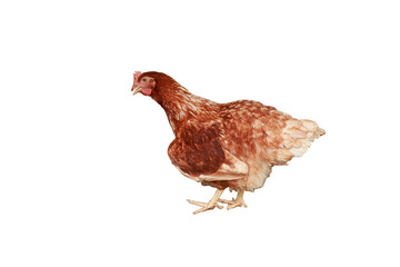 Full body of brown young, standing hens used for farm animals.With isolated on a white background,
