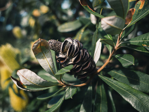 Banksia Seed Pod