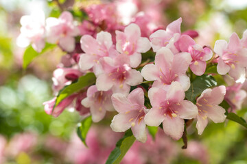 Close-up of Weigela Rosea. Blooming weigela bush in the garden. Selective focus of bright pink petals, nature. Lots of pink flowers on a bush in the garden. Selective focus.