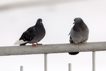 two gray pigeons