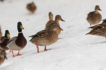 flock of ducks