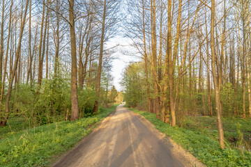 Mud road in the forest