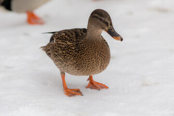 portrait of a duck