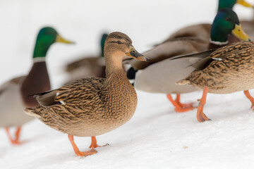 ducks on a winter day