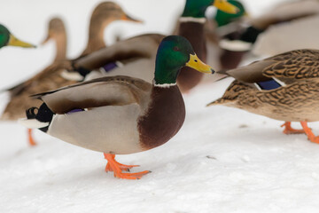 ducks close up