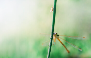 A dragonfly sits on a stalk and hunts an insect. Summer background, copy space, postcard