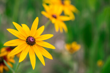 A Yellow rudbeckia flower in the garden