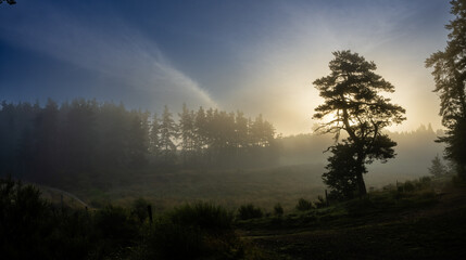 Petit matin sur une zone humide, avec la silhouette d'un pin sylvestre, Allègre, Haute-Loire, Auvergne-Rhône-Alpes, France