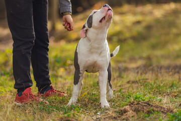 young dog breed pit bull terrier sits on the playground