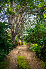 forest road to the town in a mountain area with a beautiful view