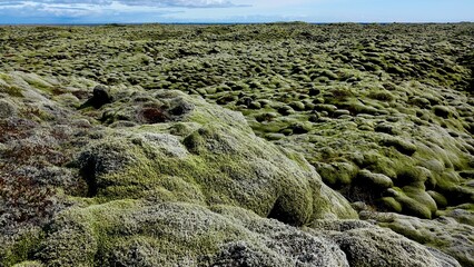 Vulkanlandschaft in Island mit Moosen bewachsen. 