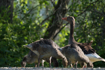 
GREYLAG - Mom goose and young wild birds at breakfast