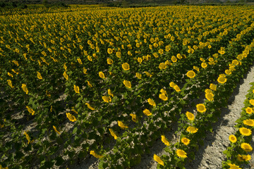 Summer sunrise over sunflower field - stock photo