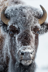 American Bison (Bison bison) portrait frozen with ice, during winter, close up, Yellowstone National Park, Wyoming, United States. © andreanita