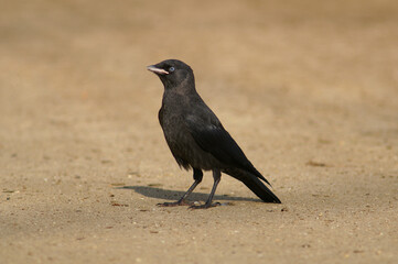 A young Western Jackdaw standing on sand
