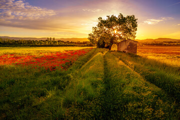 Fototapeta premium Paysage campagne 1271