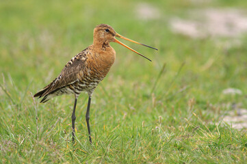 A Black-tailed Godwit standing in a meadow and calling out loud
