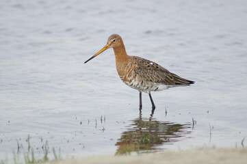 A Black-tailed Godwit foraging in a flooded meadow
