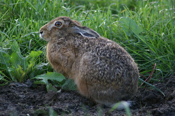 A portrait of an European Hare in a fresh green meadow
