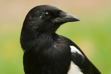 Portrait of an Eurasian Magpie against a green background
