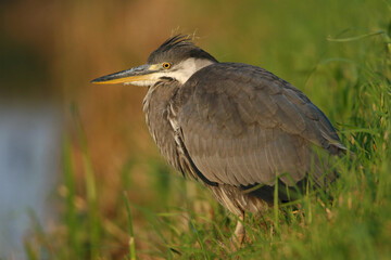 Portrait of a Grey Heron standing on the river bank on the lookout for something to eat like a fish of frog. These predators eat almost anything they can swallow.