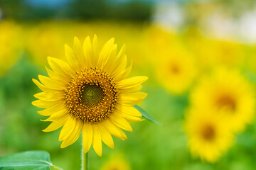 ひまわり向日葵