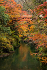 こうろぎ橋と紅葉