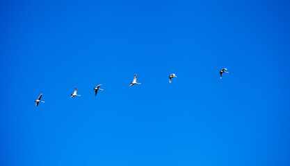Fototapeta premium Swans fly in the clear sky. Wild geese on a background of blue cloudless sky on a sunny warm morning.