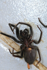 segestriidae black spider macro photo