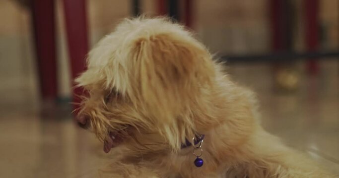 Cute tired dog with long hair waiting for food.