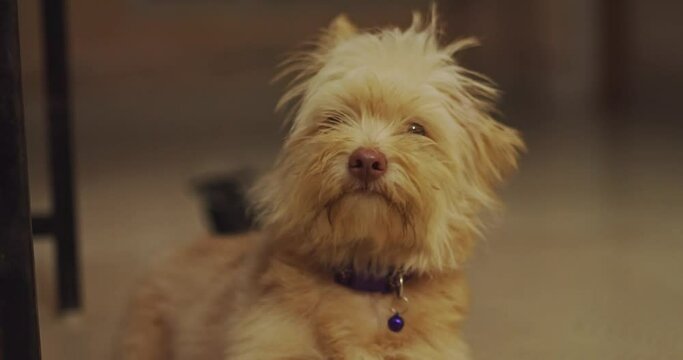 Cute dog looking his mom for food.