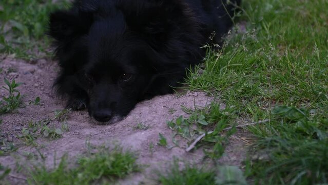 A little black dog on a chain barking and squeaking