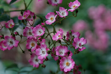 Japanese cherry, close up of pink flowers of a Japanese cherry tree.
