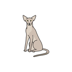 Obraz premium cat breed oriental shorthair contour sketch doodle illustration.