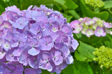 雨上がりの紫陽花（Hydrangea）