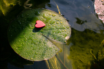 Red heart on a water lily leaf in a pond. A symbol of tender fragile love or feeling. Drops of...