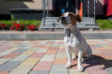 Dog Jack Russell Terrier is sitting at the door holding the keys to the house.