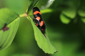 cercopis vulnerata insect macro photo
