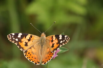 Fototapeta na wymiar Painted Lady (Vanessa cardui), macro photography of the colorful butterfly on meadow