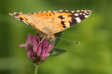 Painted Lady (Vanessa cardui), macro photography of the colorful butterfly on meadow flower