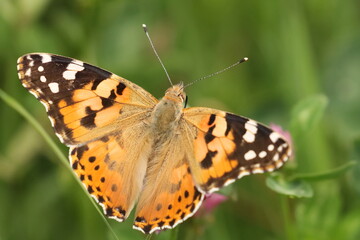 Painted Lady (Vanessa cardui), macro photography of the colorful butterfly on meadow