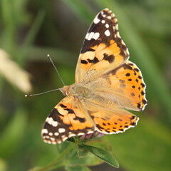 Painted Lady (Vanessa cardui), macro photography of the colorful butterfly on meadow