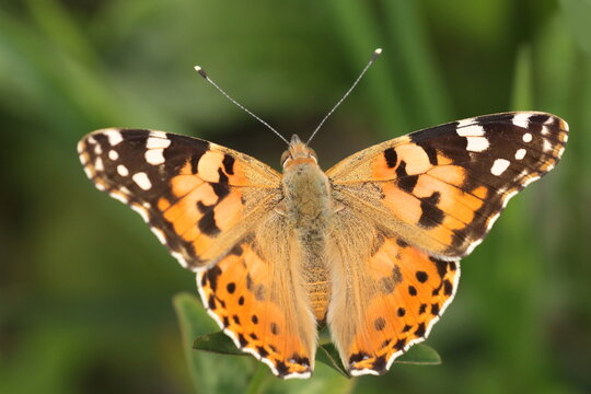 Painted Lady (Vanessa cardui), macro photography of the colorful butterfly on meadow