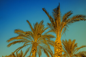 Fototapeta na wymiar Palm tops against a clear blue sky
