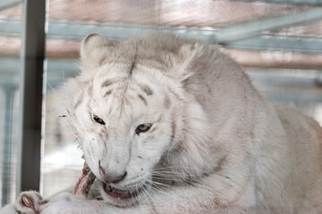 White tiger (Panthera tigris) eating raw meat with bones. Close-up view with blurred background in aviary. Wild carnivore animals