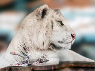 White tiger (Panthera tigris) with eaten bones on wooden platform. Close-up view with blurred background. Wild carnivore animals, big cat