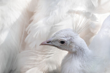 White Peafowl, Indian Blue Peafowl (Pavo cristatus) female peahen crowned head close-up. Bird with leucism, white elegant feathers 