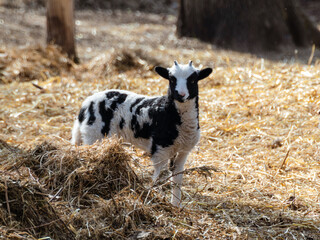 Cute baby sheep lamb with black and white fluffy fur standing in hay in farm yard. Domestic animals on ranch. Blurred background