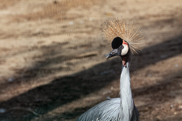 Grey crowned crane (balearica regulorum) head with pretty golden crown on sandy blurred background close-up. Bird also known as African crowned crane, golden crested crane